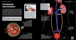 The Urinary System
