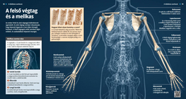 Prsni koš i gornji udovi