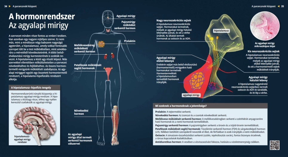 Hormonski sustav – hipofiza