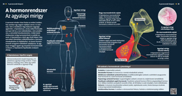Hormonski sustav – hipofiza