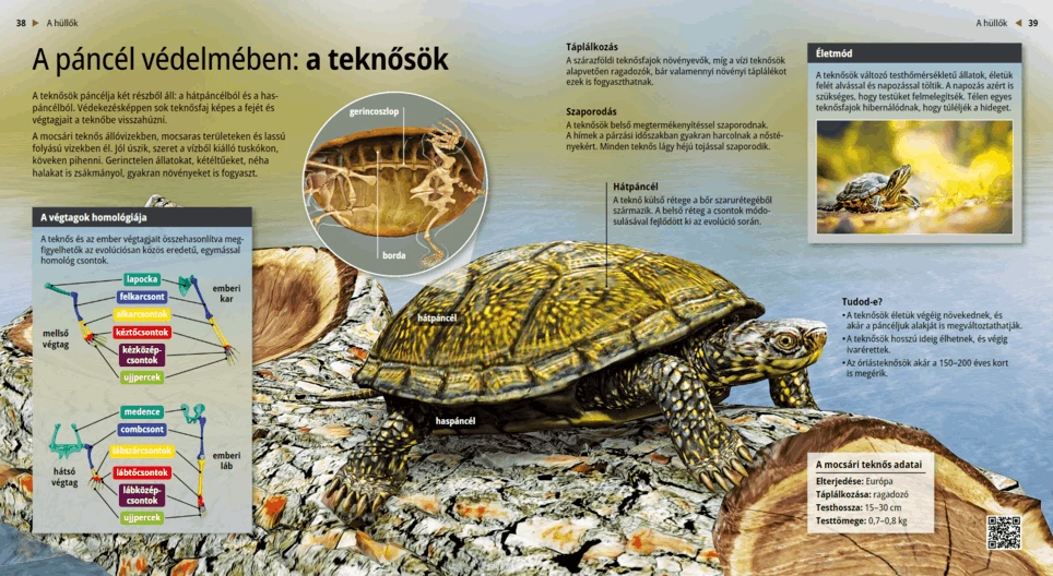 Turtles: Slow and Steady