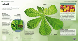 Leaves