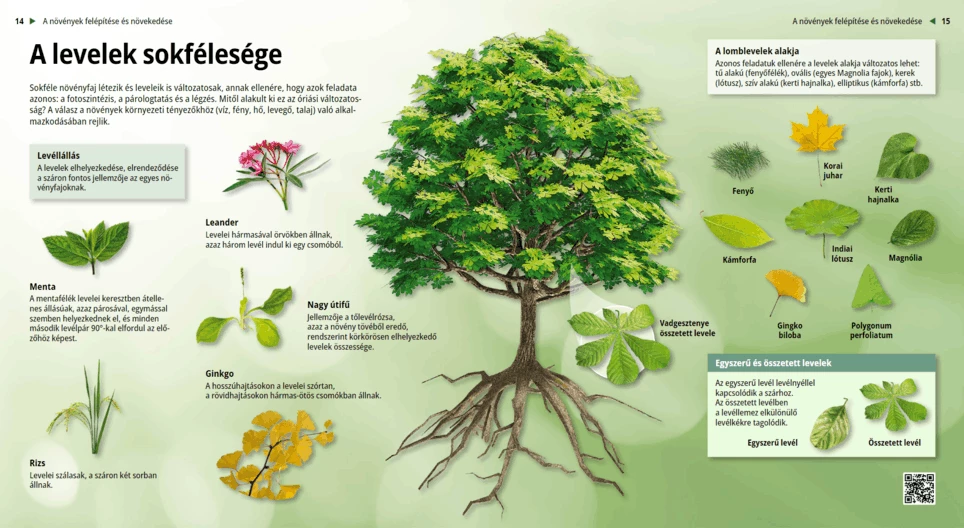 Types of Leaves