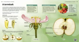 Types of Fruits