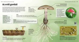 Forest Mushrooms