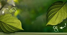 What is photosynthesis?