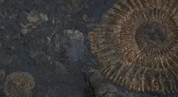 Živući fosili