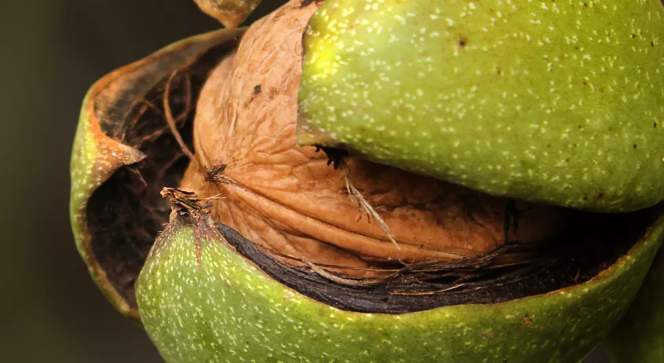 Zašto sadimo drveće oraha za svoje unuke?