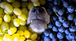 Zašto trebamo jesti grožđe?