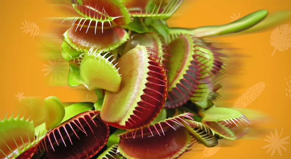 Kreću li se biljke?