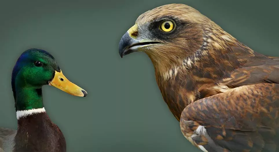 Ptice vodarice i obalne ptice