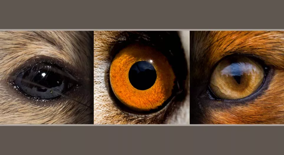 Glodavci i grabežljivci