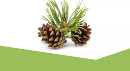 Svijet zimzelenih biljaka