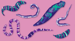 Nevidljive životinje: crvi