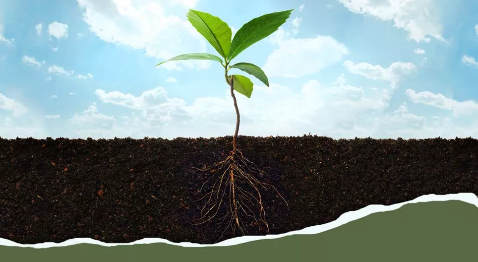 Od korijena do lišća