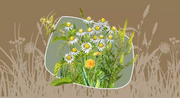 Korov ili ljekovito bilje?