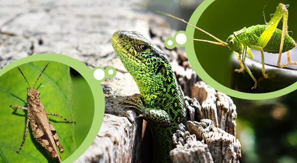 Kukci i kukcožderi na livadama