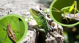 Kukci i kukcožderi na livadama