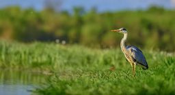 Stanovnici voda i obala voda