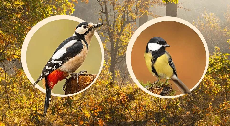 Ptice u krošnjama drveća