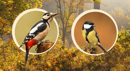 Ptice u krošnjama drveća