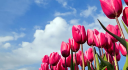 Jeste se ikada prošetali poljem tulipana?