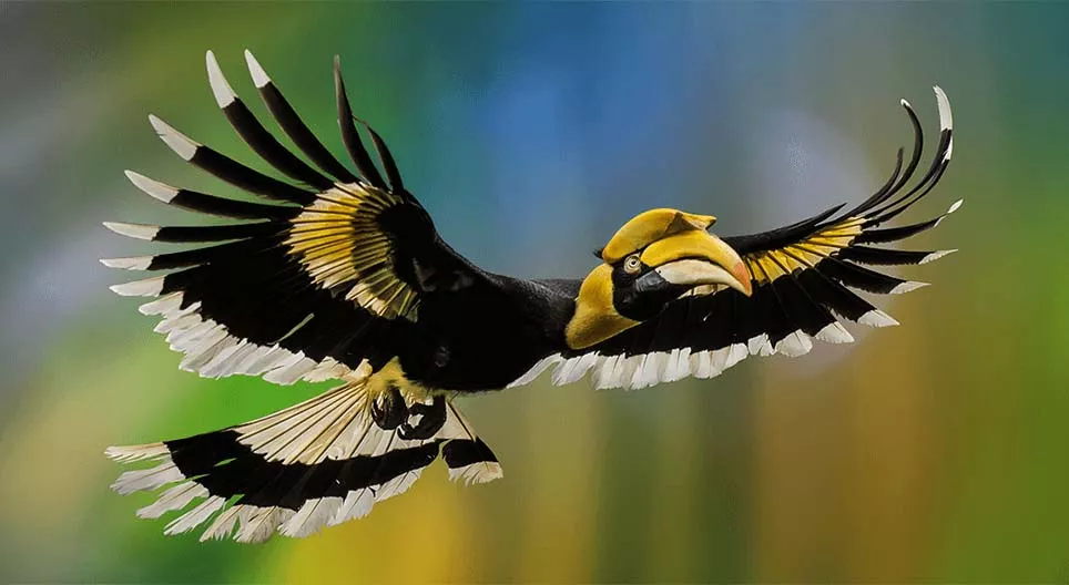 Čudesni svijet ptica