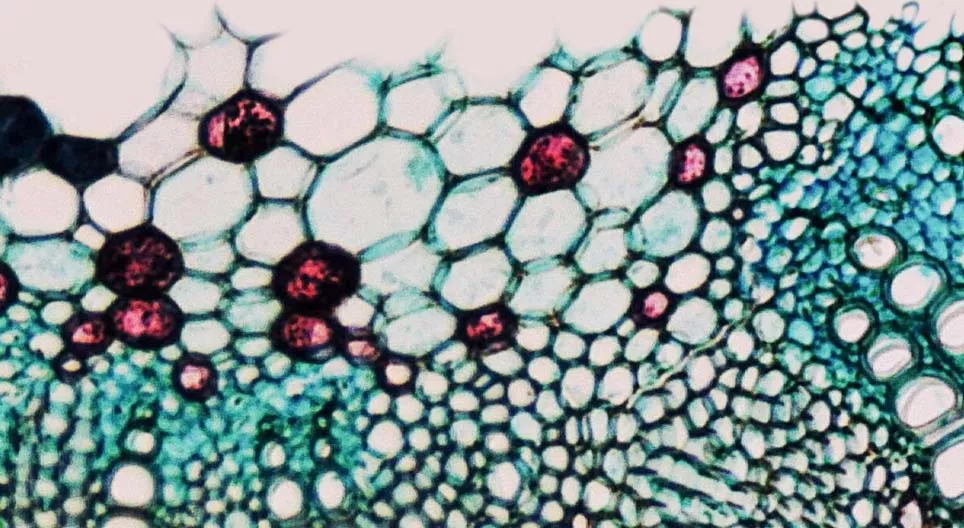 Koja su svojstva biljnih vaskularnih tkiva?