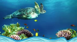 Uvod u svijet oceana