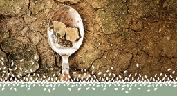 Global food crisis