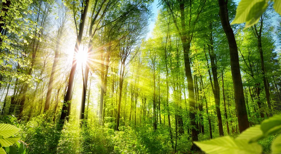 Upoznajmo sva lica šuma!