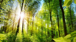 Upoznajmo sva lica šuma!