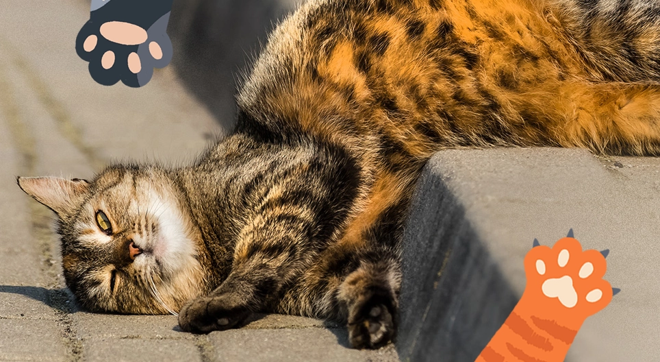 Naši ljubimci koji predu