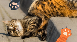 Naši ljubimci koji predu