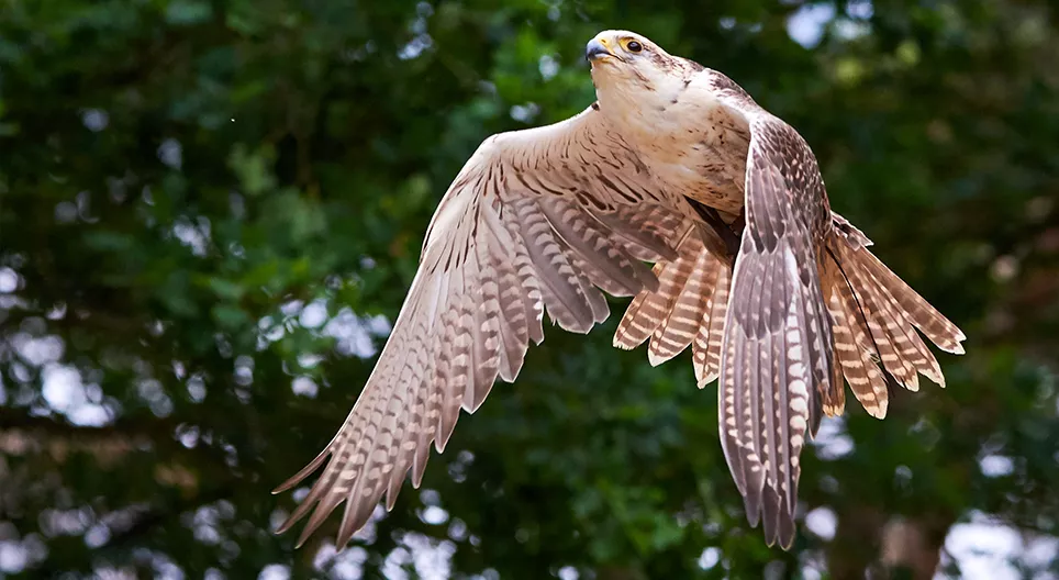 Kako ptice lete? 1. dio