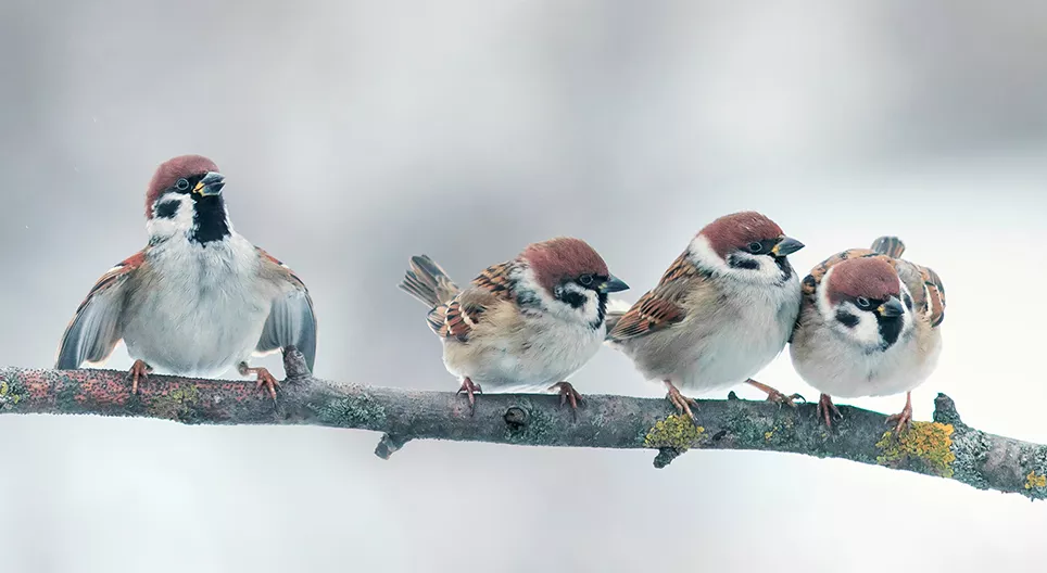 Kako ptice lete? 2. dio