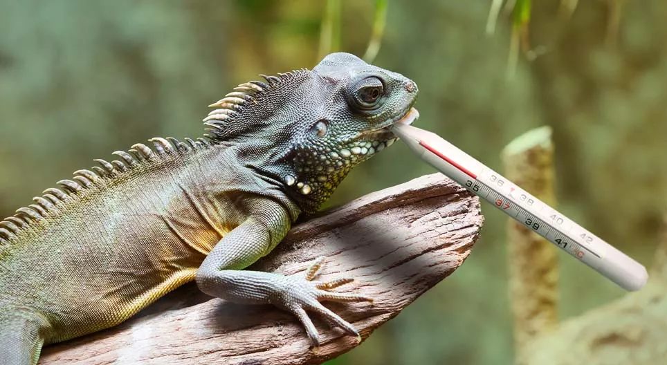 Osjećaju li gmazovi hladnoću?