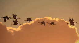 Kako ptice lete? 3. dio