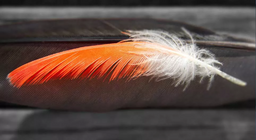 Što je nastalo prije, perje ili ptica?