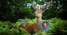 Comparing the cells of plants and animals