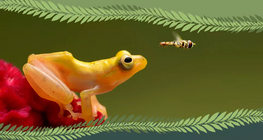 Kralježnjak ili beskralješnjak?