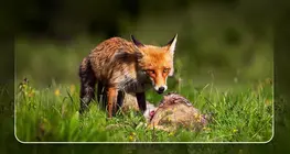 Food chains