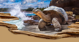 The longest-living species