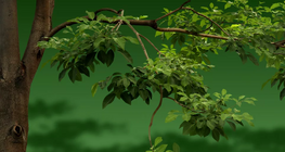 How much cooling effect does a tree have?