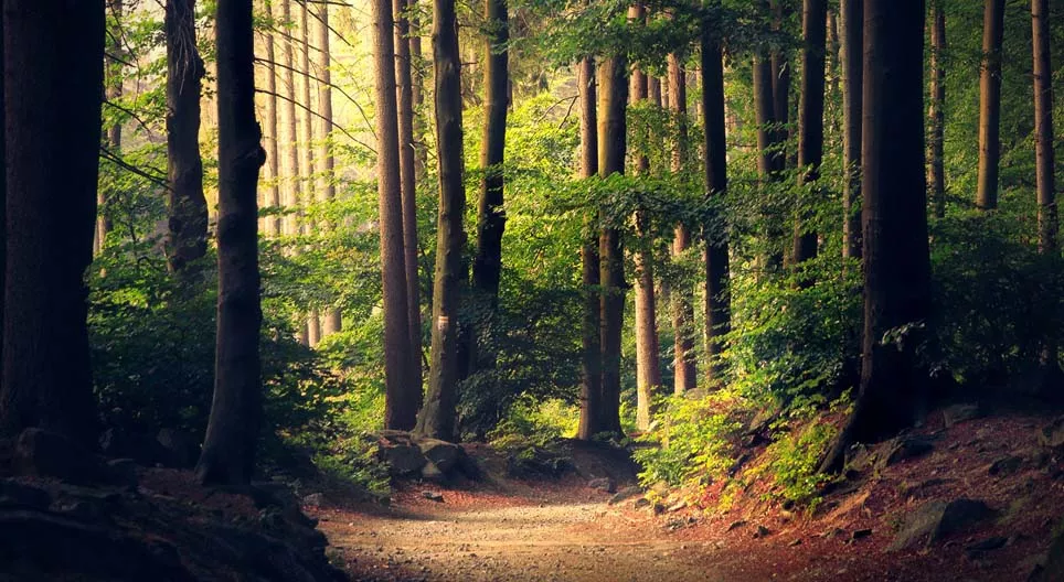 Jesu li sve šume jednake?