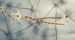 Neurobiological, neuroanatomical basics