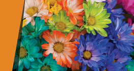 Petals of a thousand colours