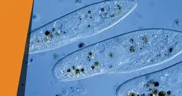 Paramecium farm