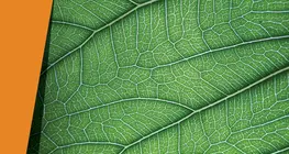Leaf peeling